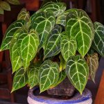 How to Grow and Care for Anthurium Crystallinum