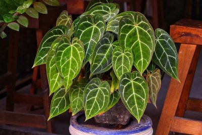 How to Grow and Care for Anthurium Crystallinum