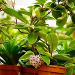 How to Grow and Care for Hoya Carnosa