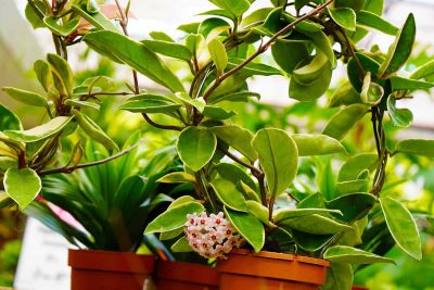 How to Grow and Care for Hoya Carnosa