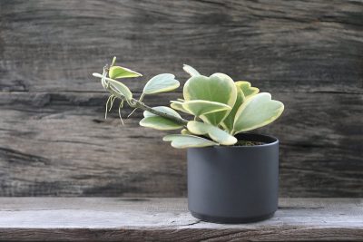 How to Grow and Care for Hoya Kerrii