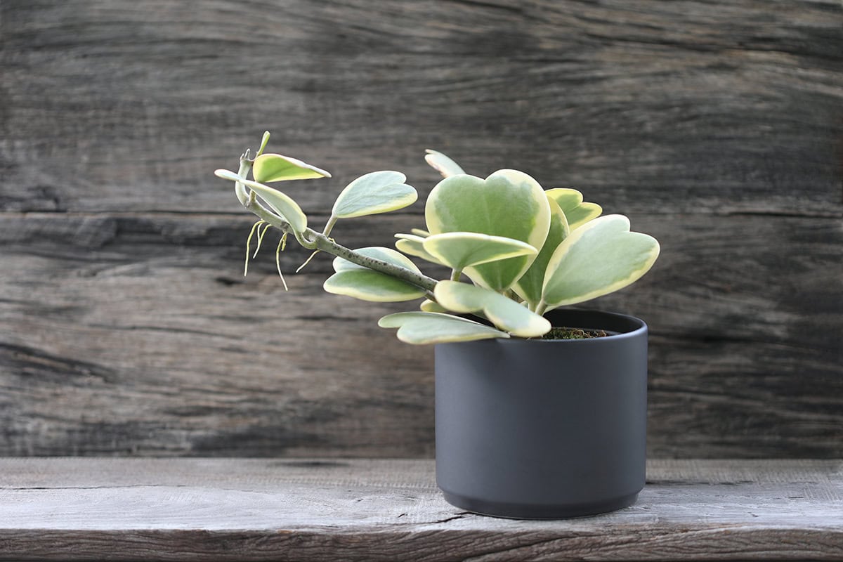 How to Grow and Care for Hoya Kerrii