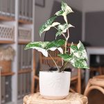 How to Grow and Care for Syngonium Albo