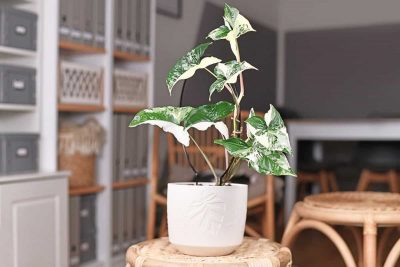 How to Grow and Care for Syngonium Albo