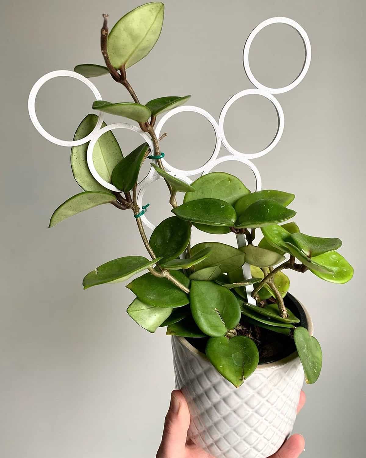 Hoya Carnosa Chelsea
