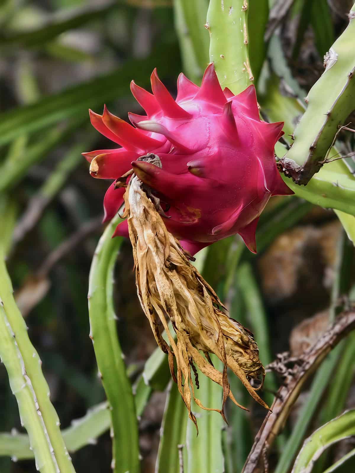 Hylocereus costaricensis