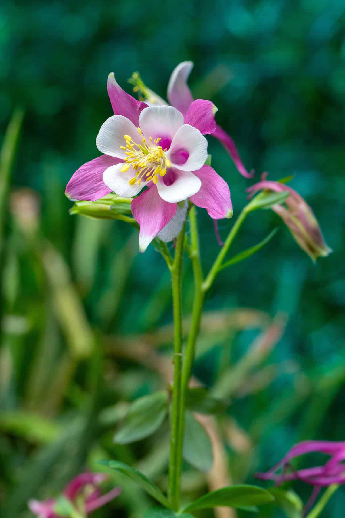 Light Columbine_1