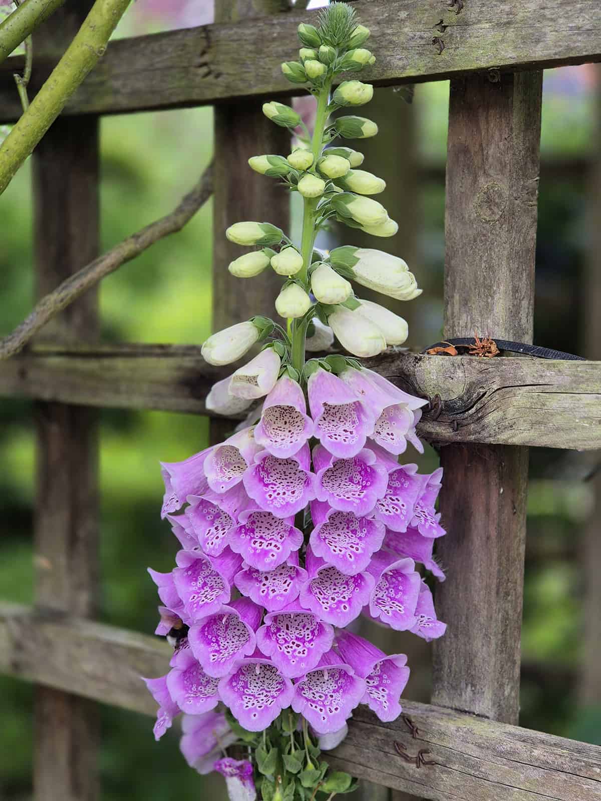 Light Foxglove