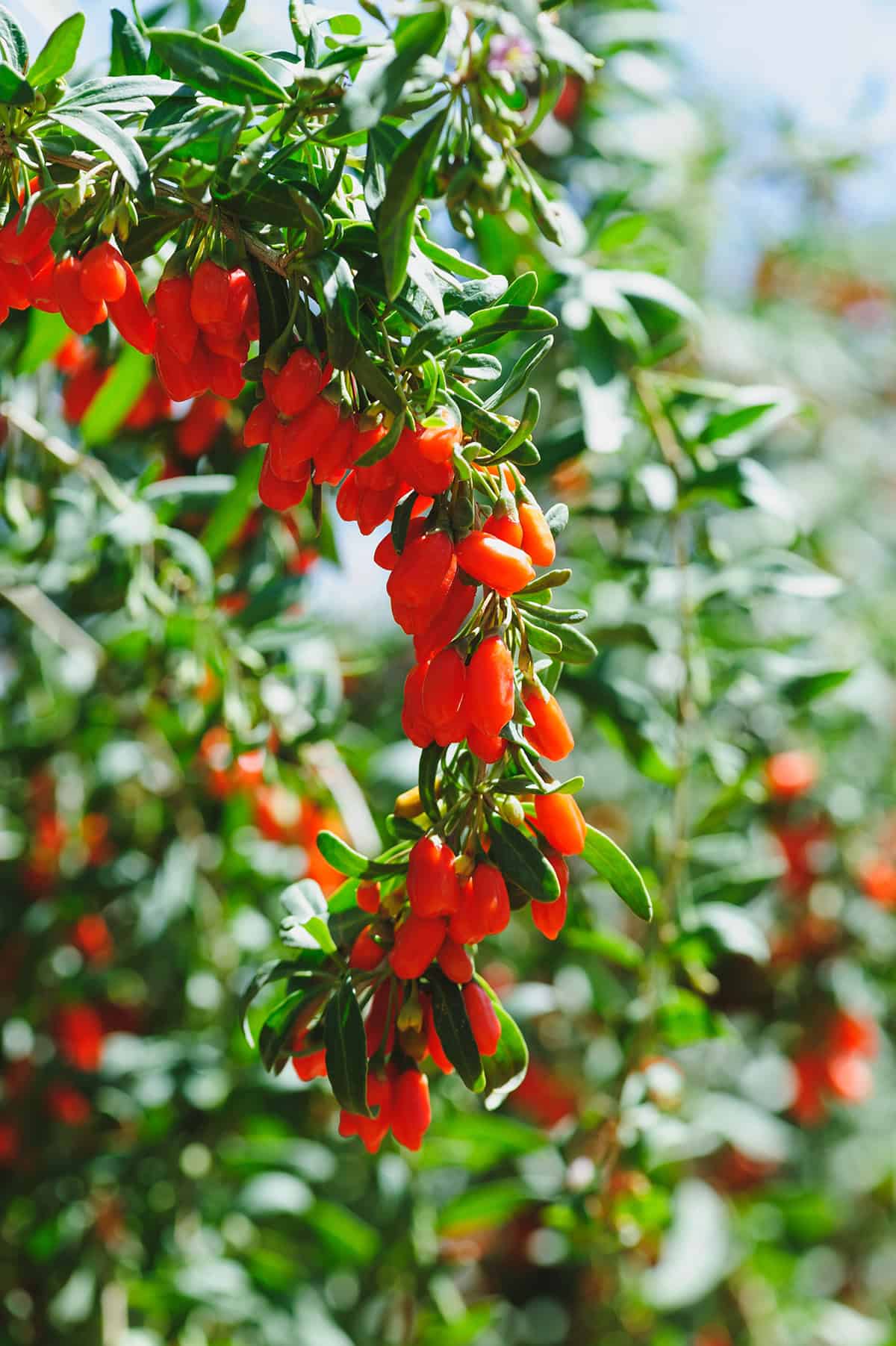 Light Goji Berry