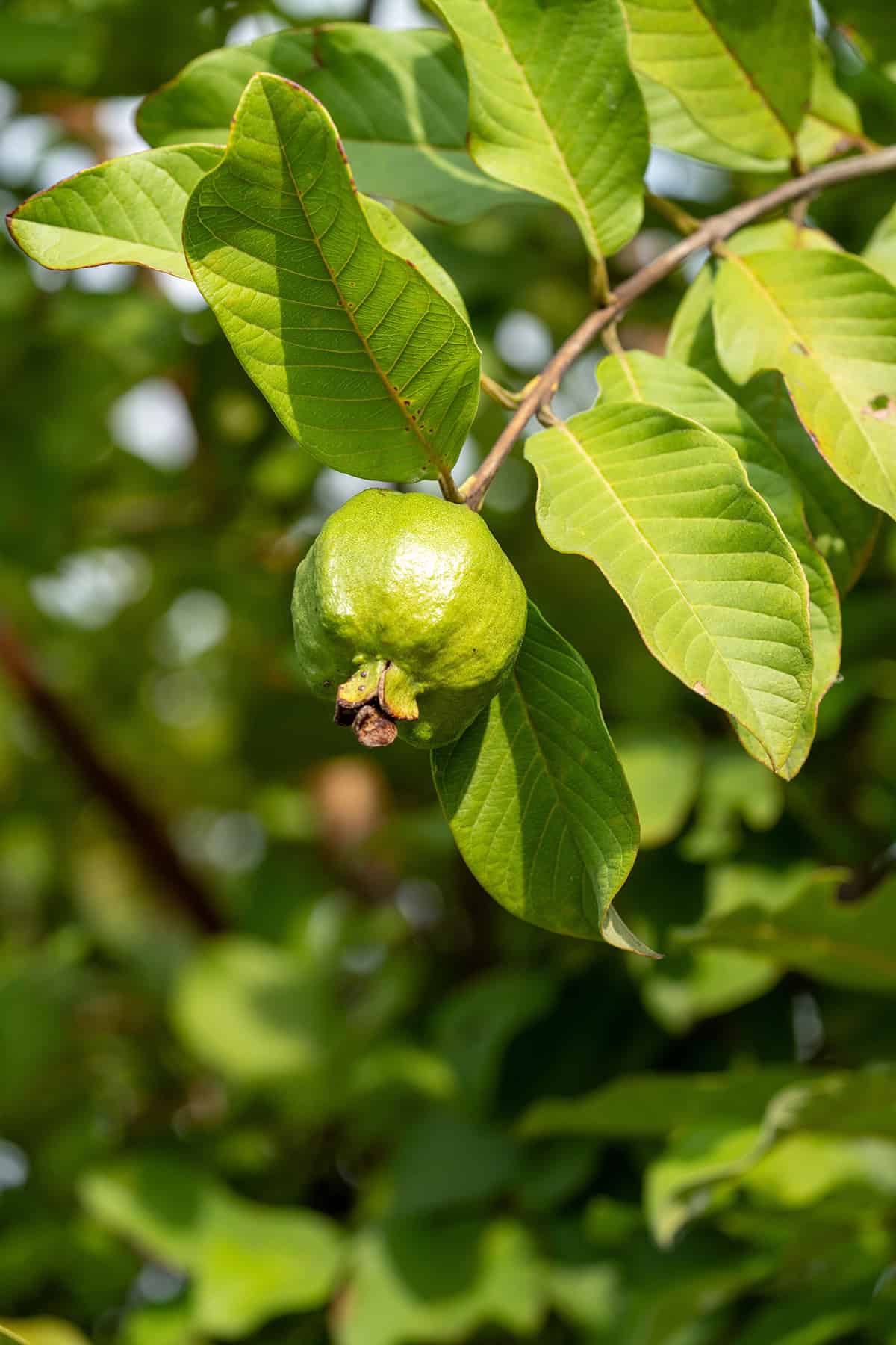Light Guava Tree