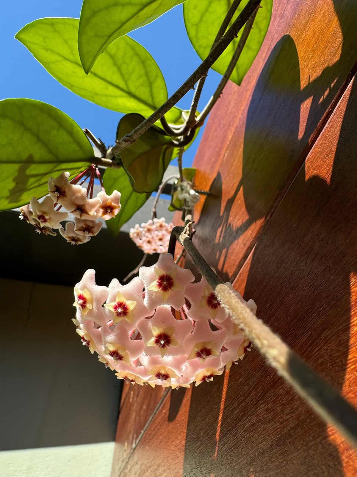 Light Hoya Carnosa