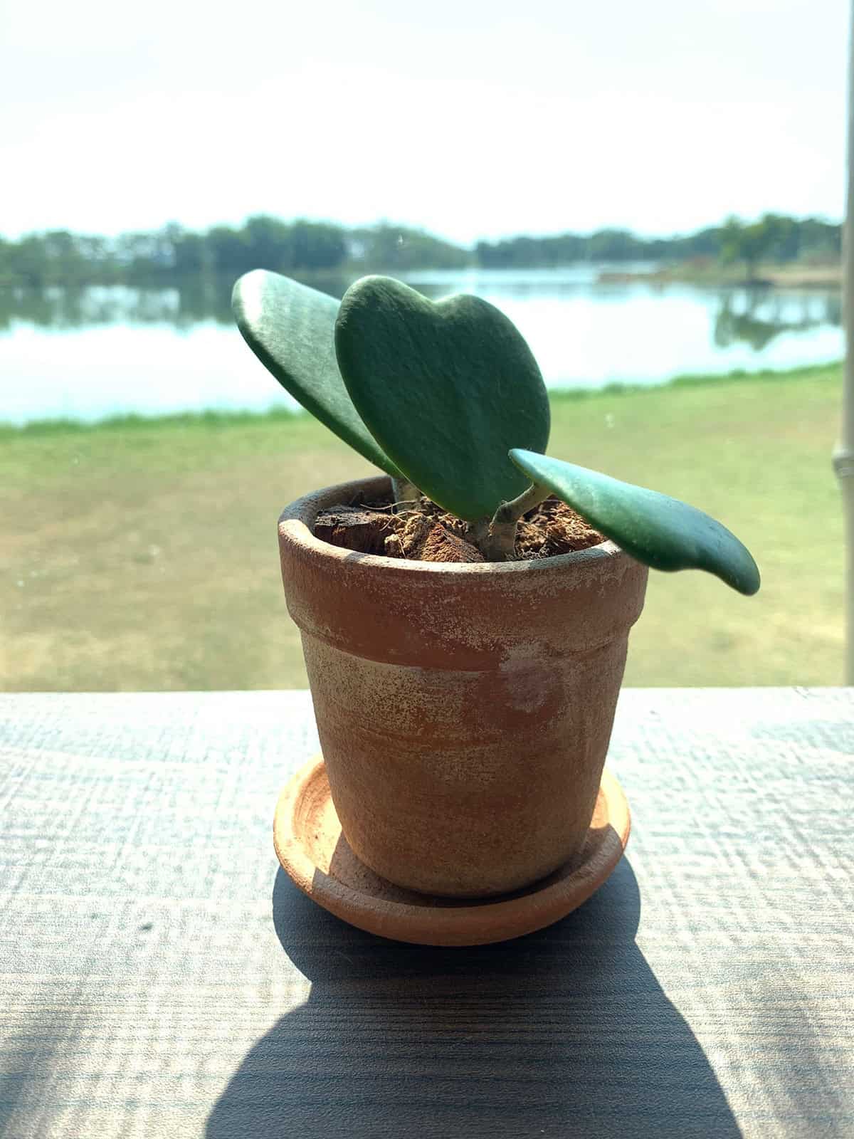 Light Hoya Kerrii