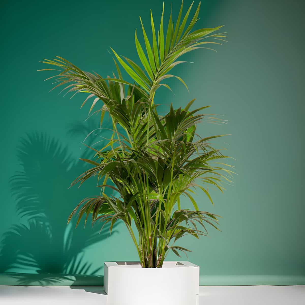Light Indoor Palm Trees