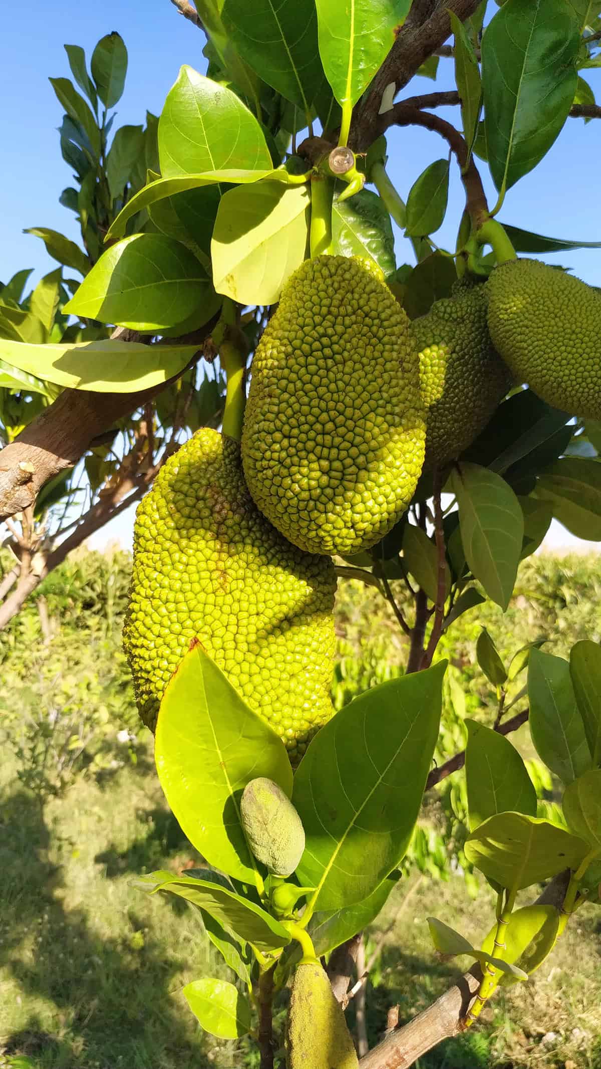 Light Jackfruit Tree