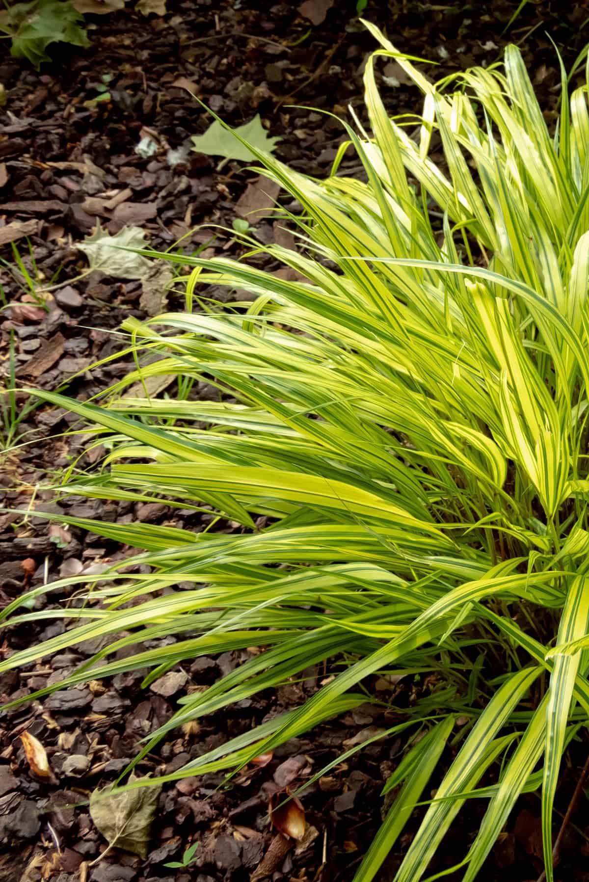 Light Japanese Forest Grass_1