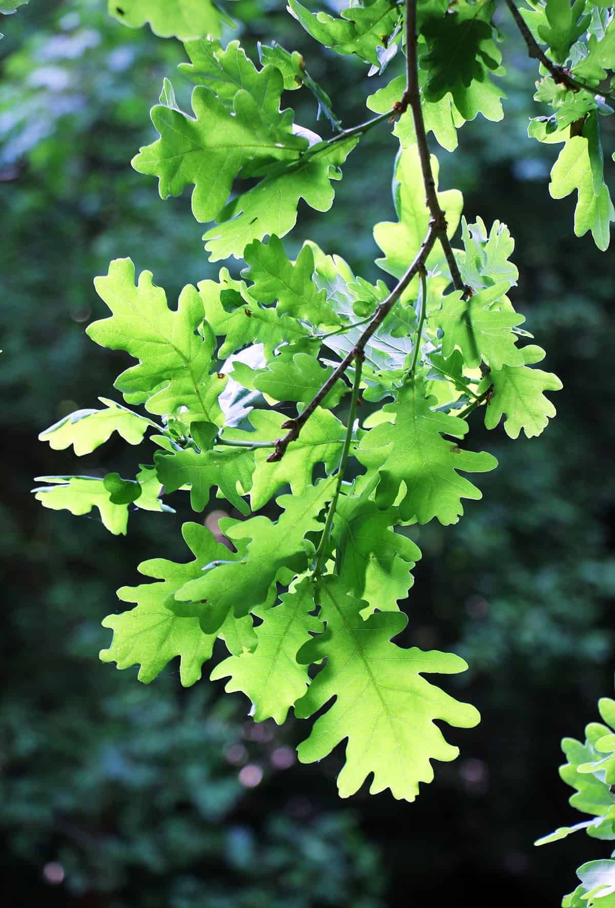 Light Oak Tree