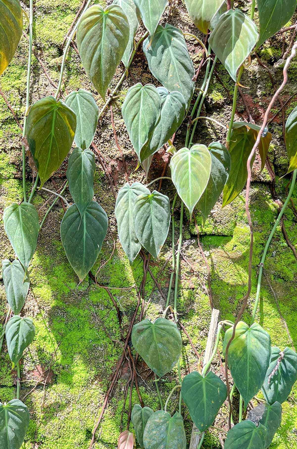 Light Pholodendron Micans