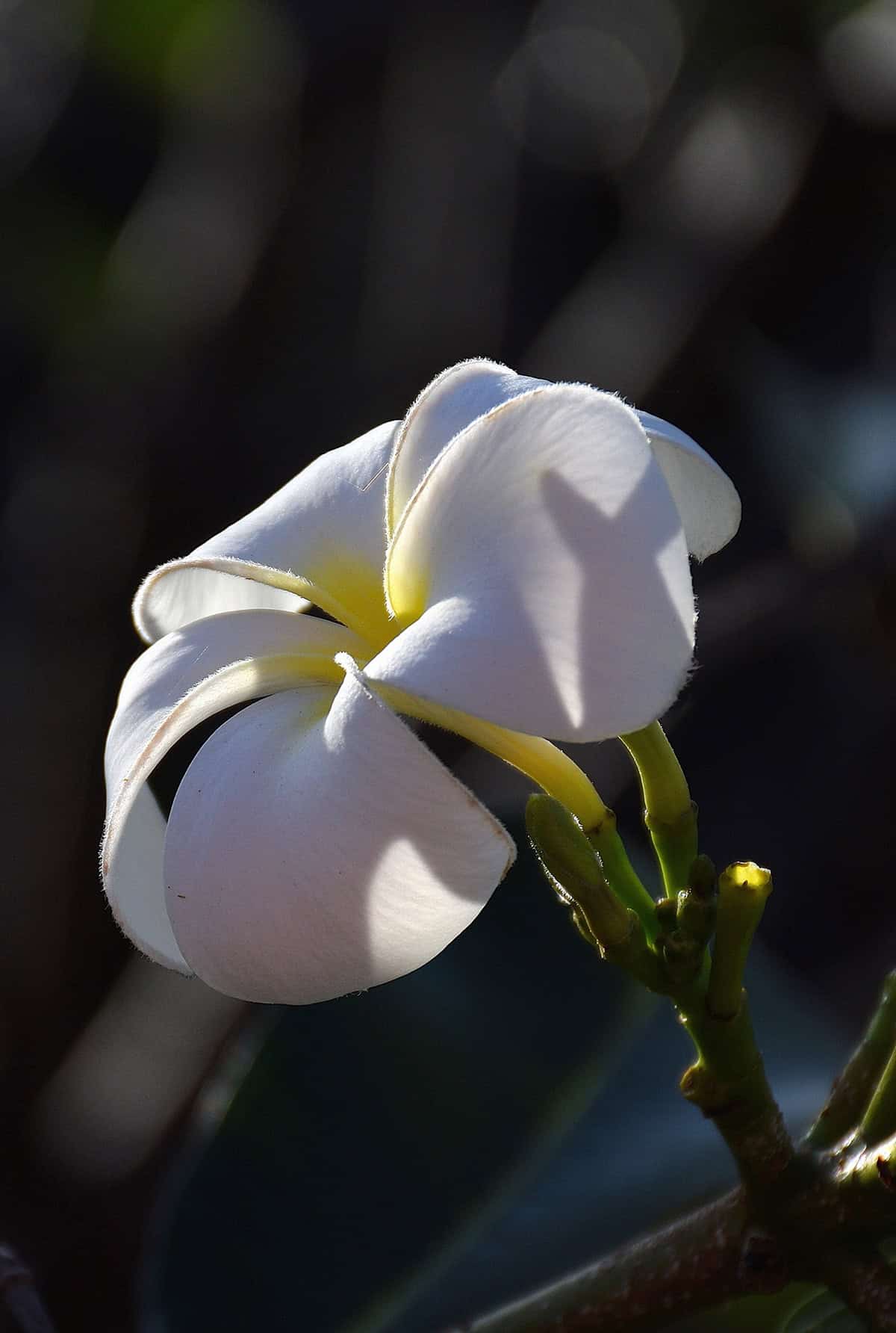 Light Plumeria