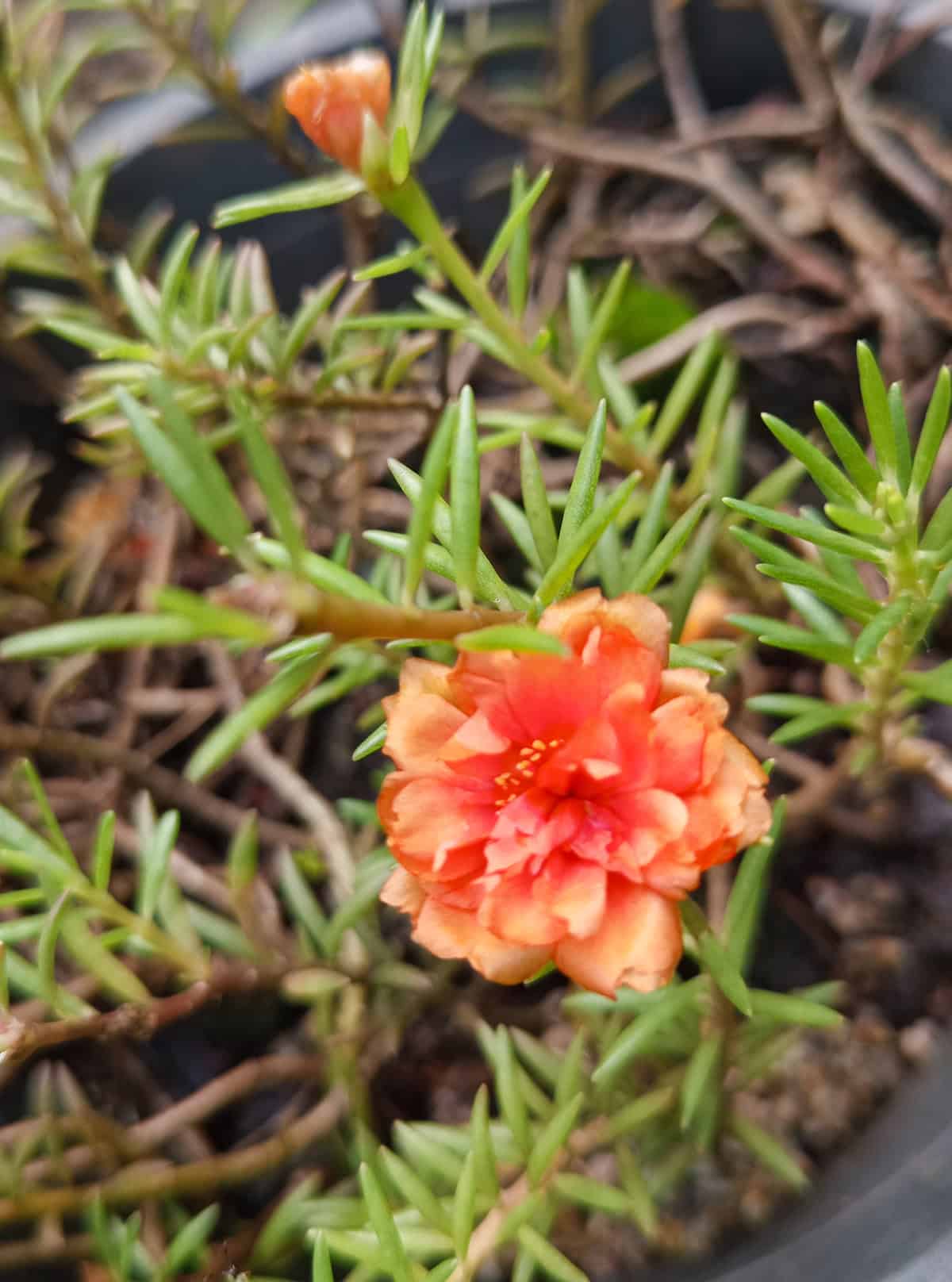 Light Portulaca