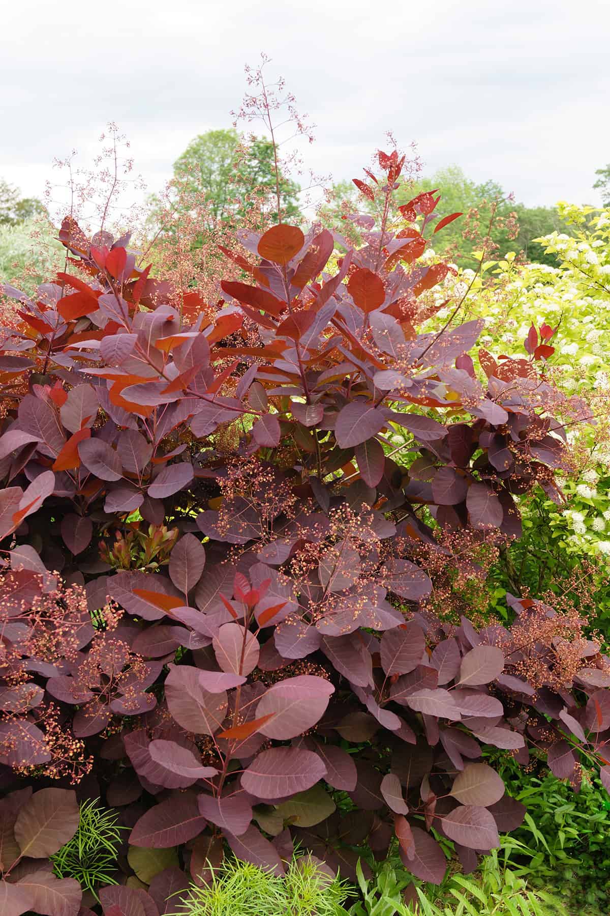 Light Purple Smoke Bush
