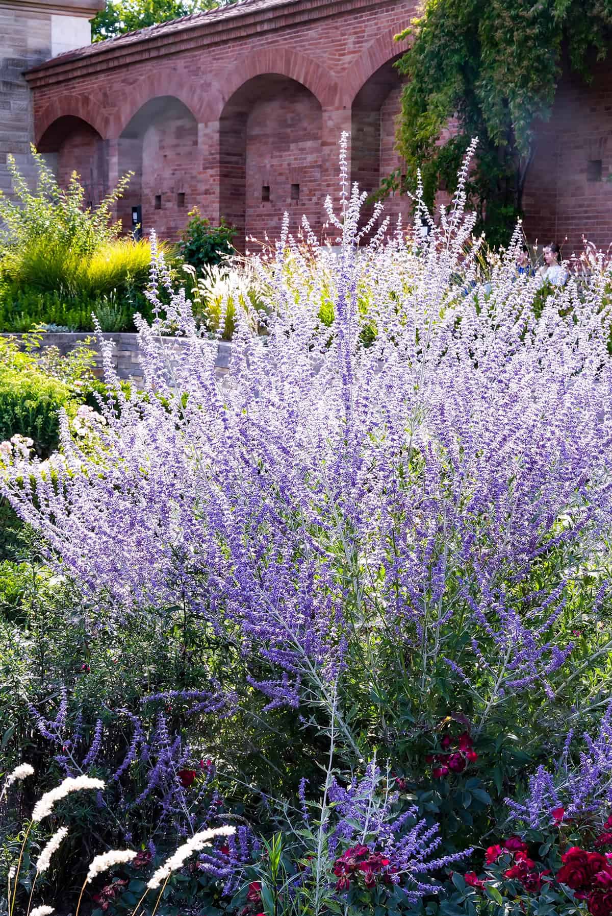 Light Russian Sage