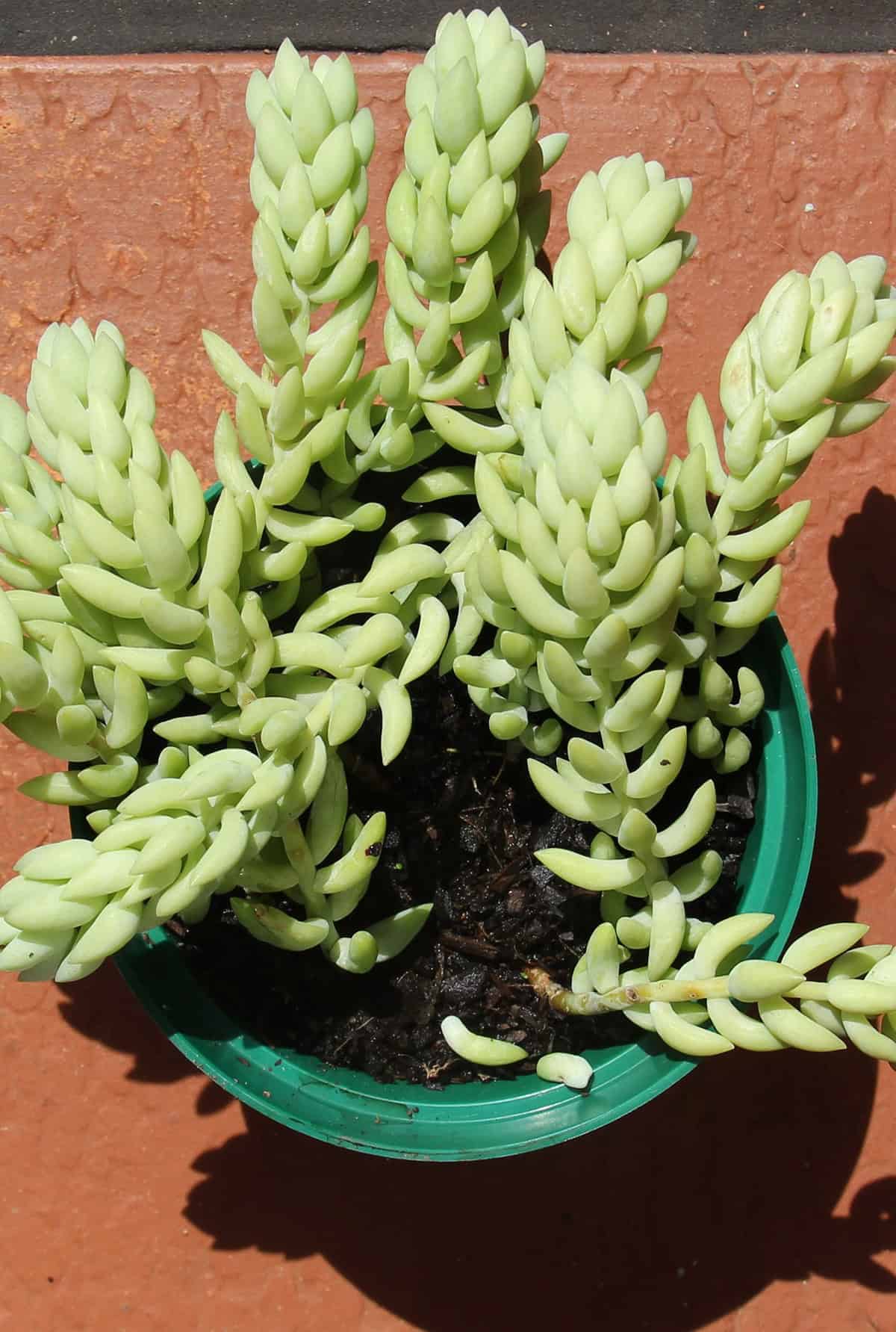 Light Sedum Morganianum
