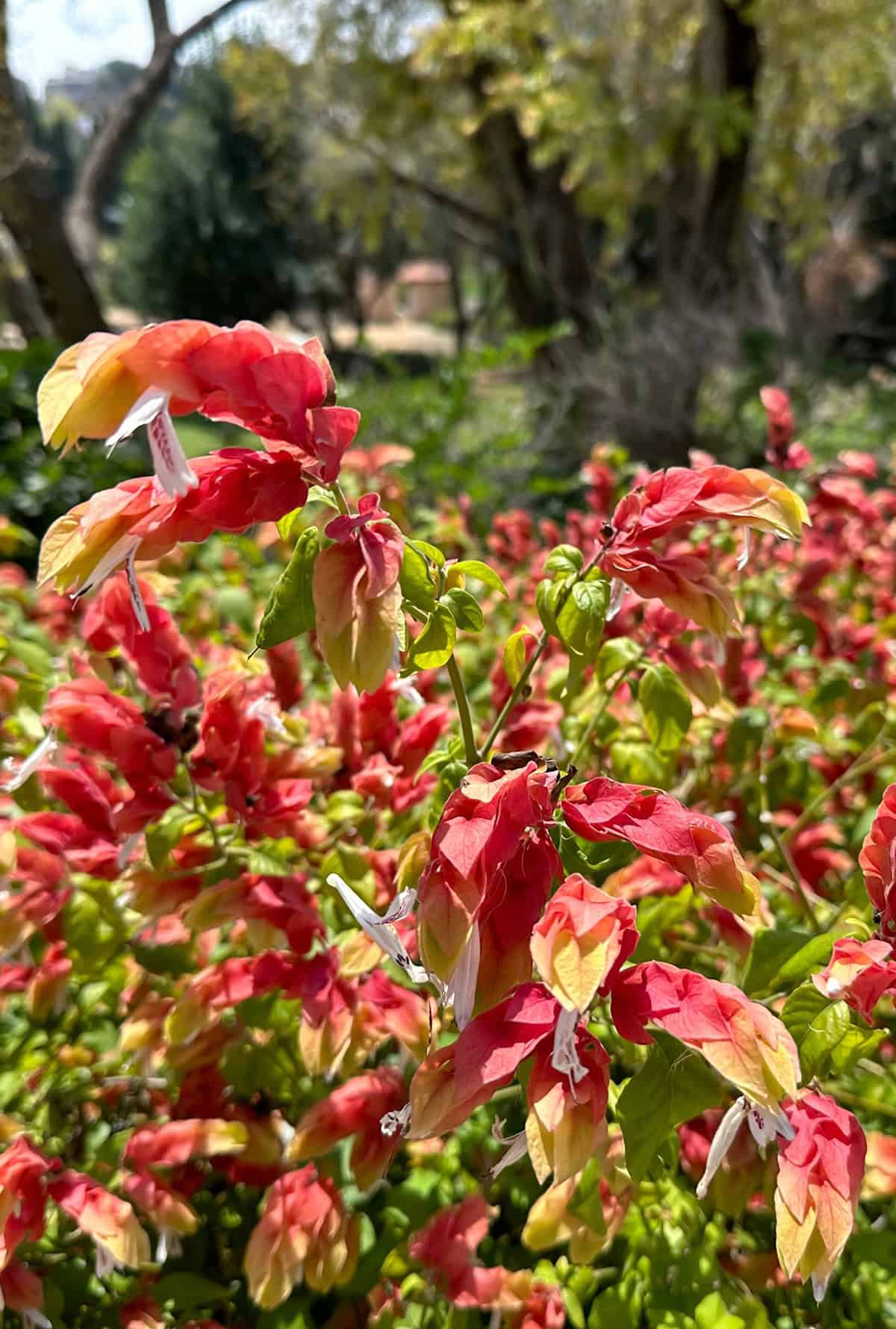 Light Shrimp Plant