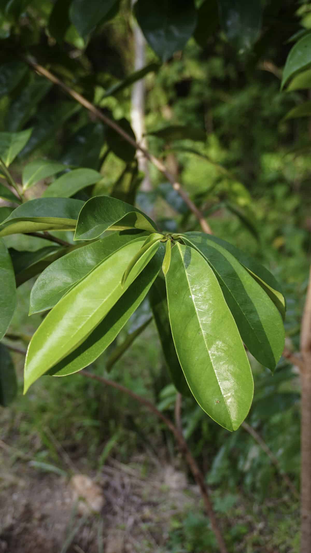 Light Soursop Tree