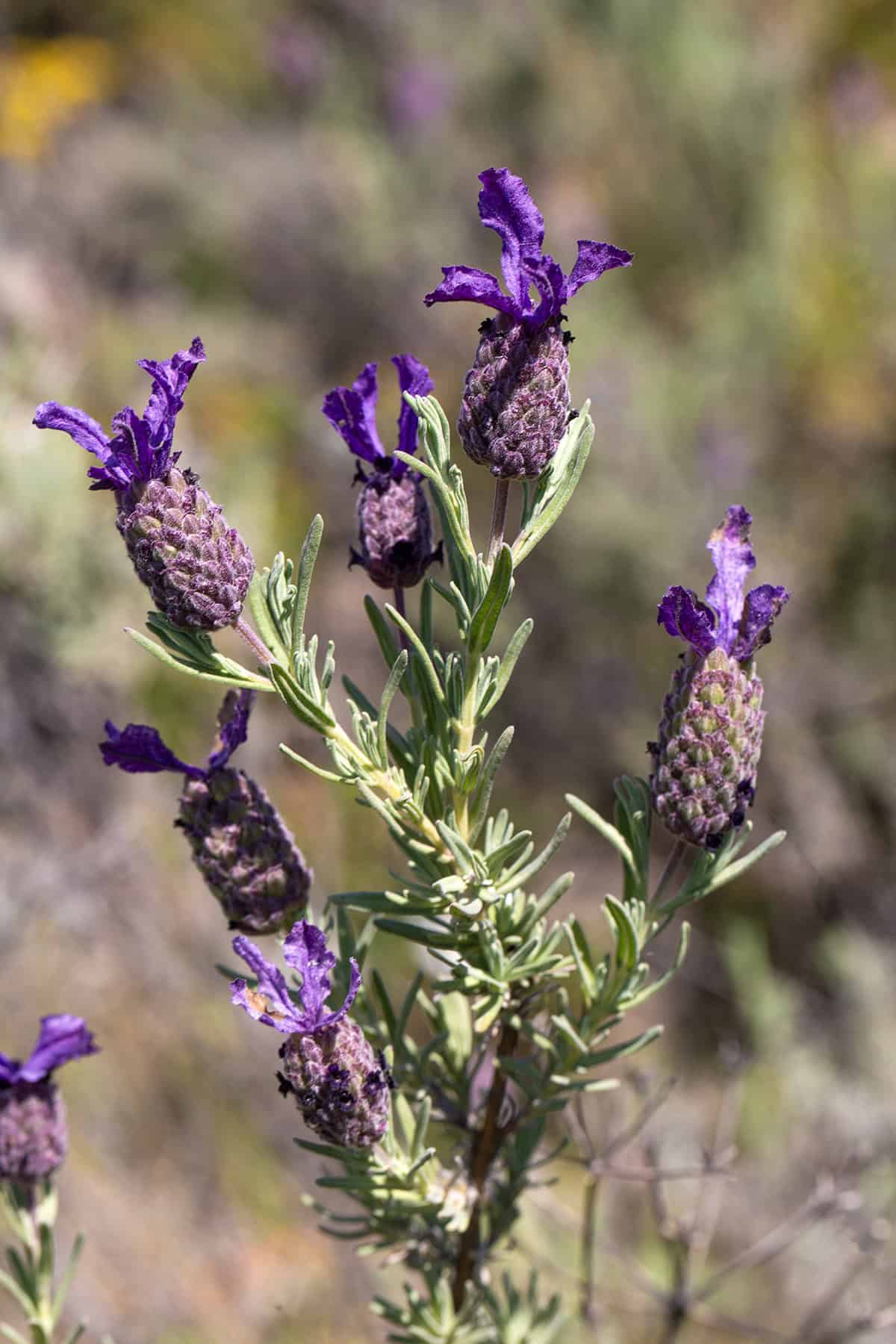 Light Spanish Lavender