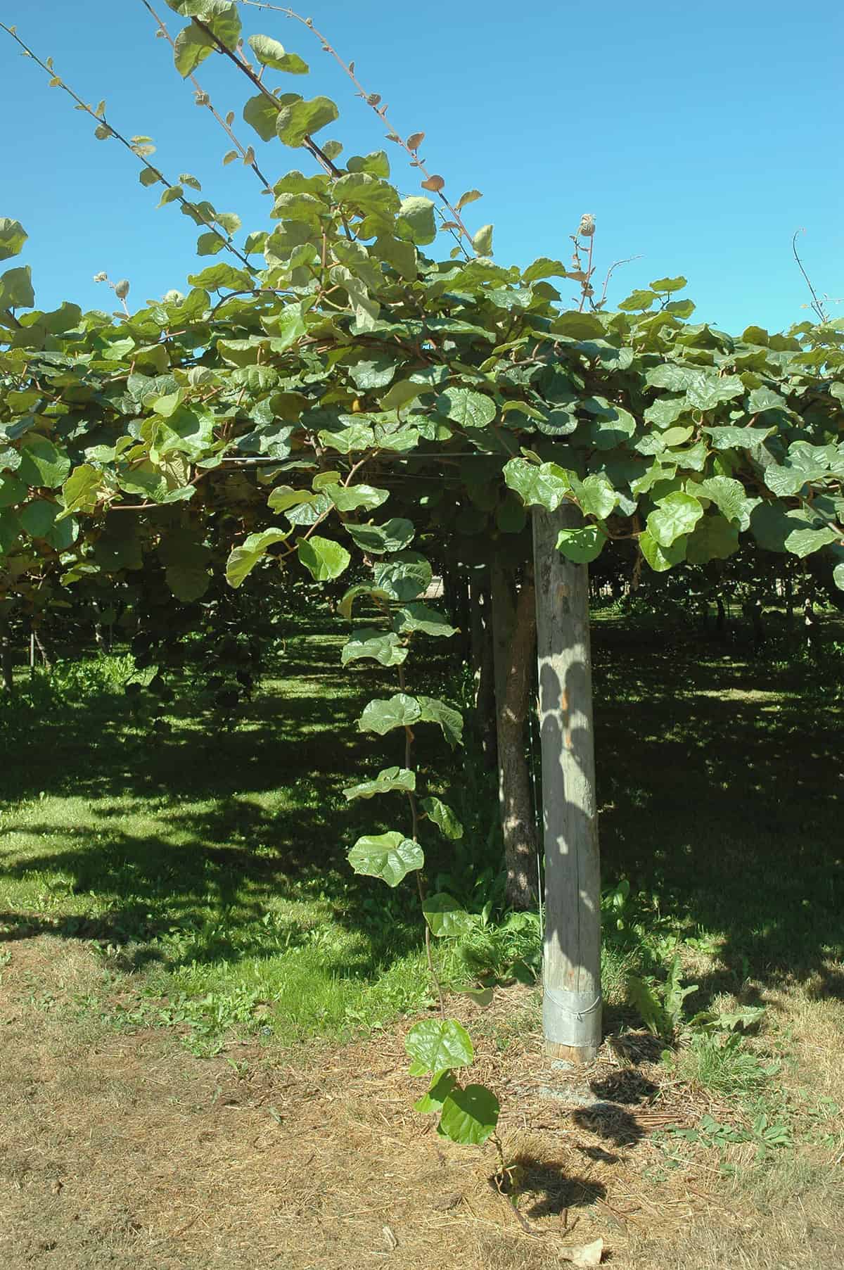 Lighting Requirements Kiwi Vine