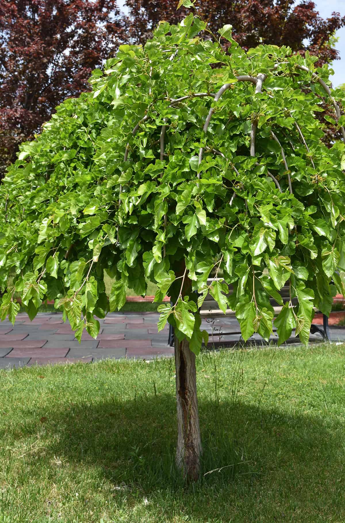 Lighting Requirements Mulberry Tree