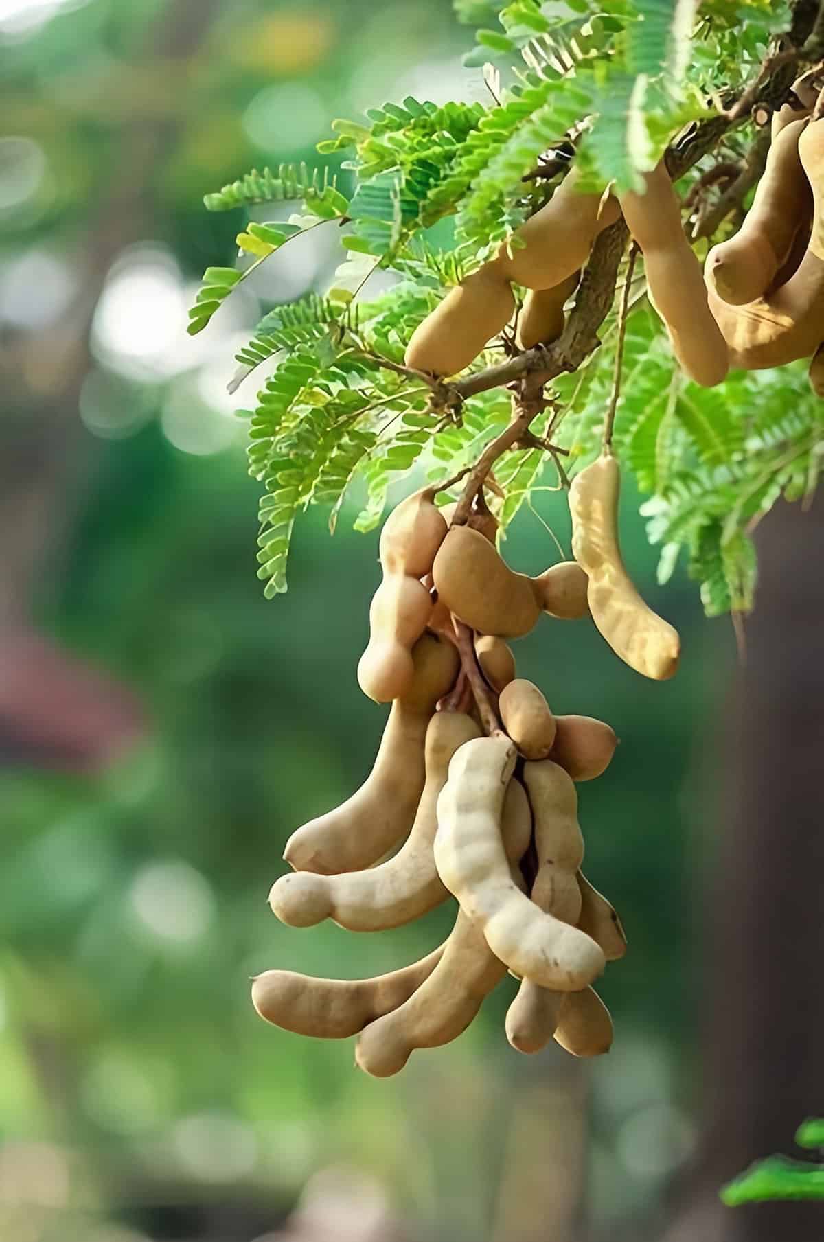 Lighting Requirements Tamarind Tree