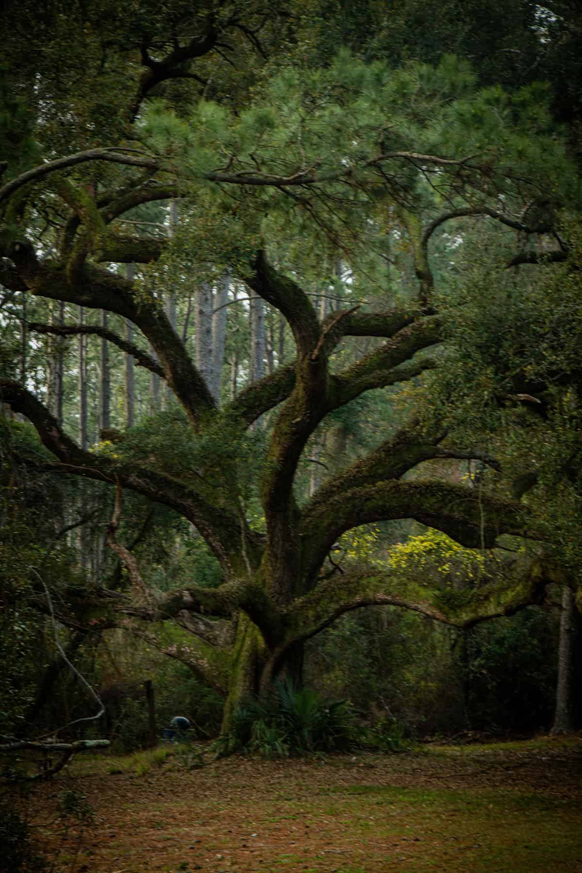 Live Oak