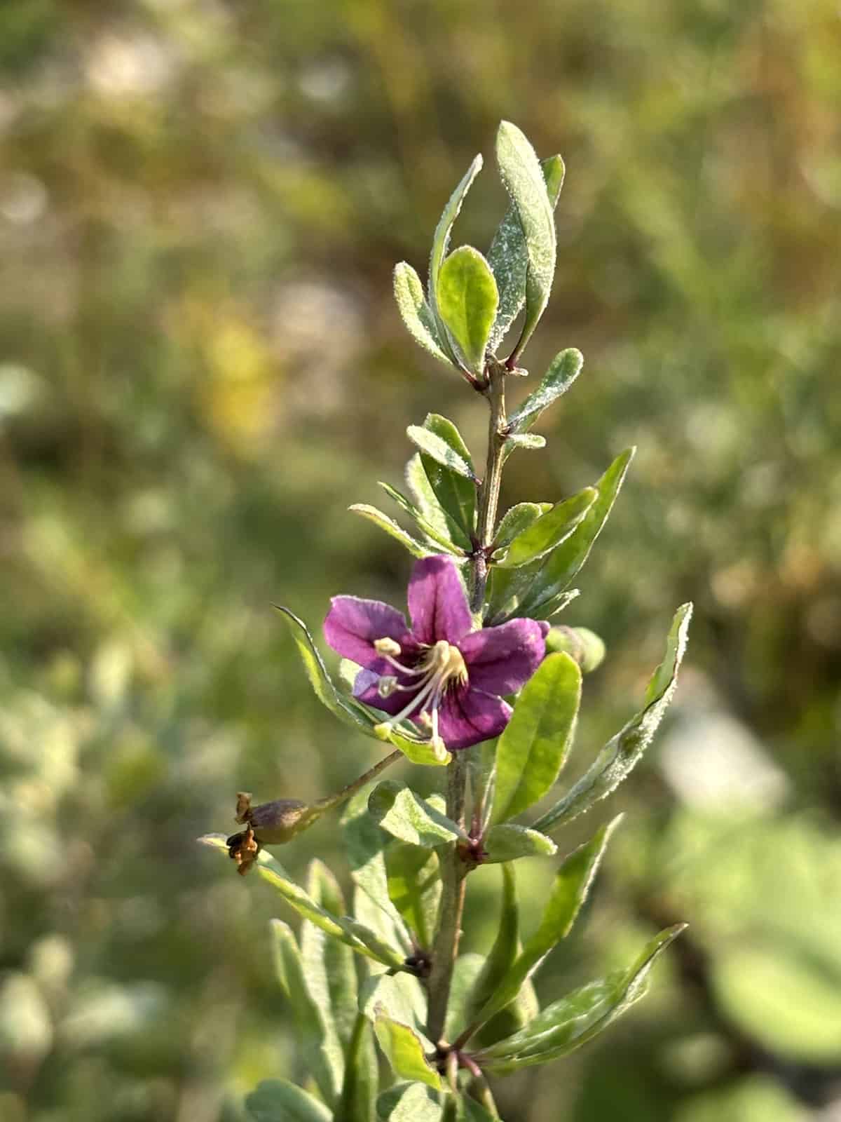 Lycium chinense