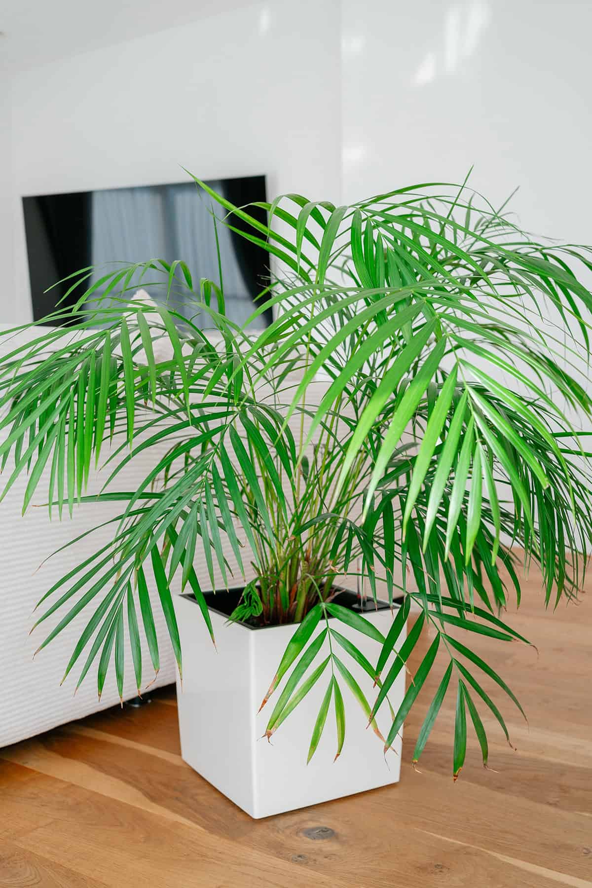Majesty Palm Indoor Palm Trees