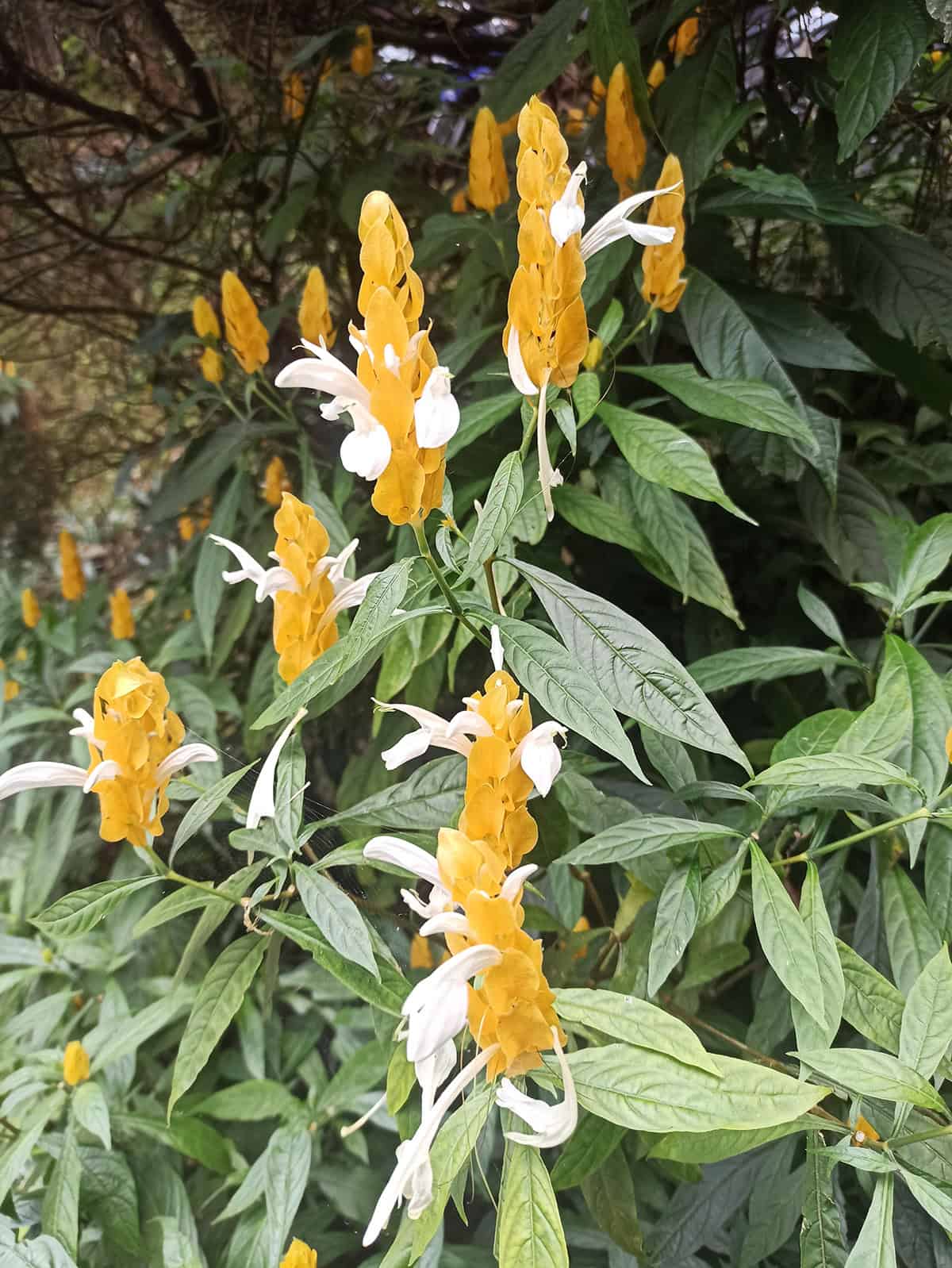 Pachystachys lutea