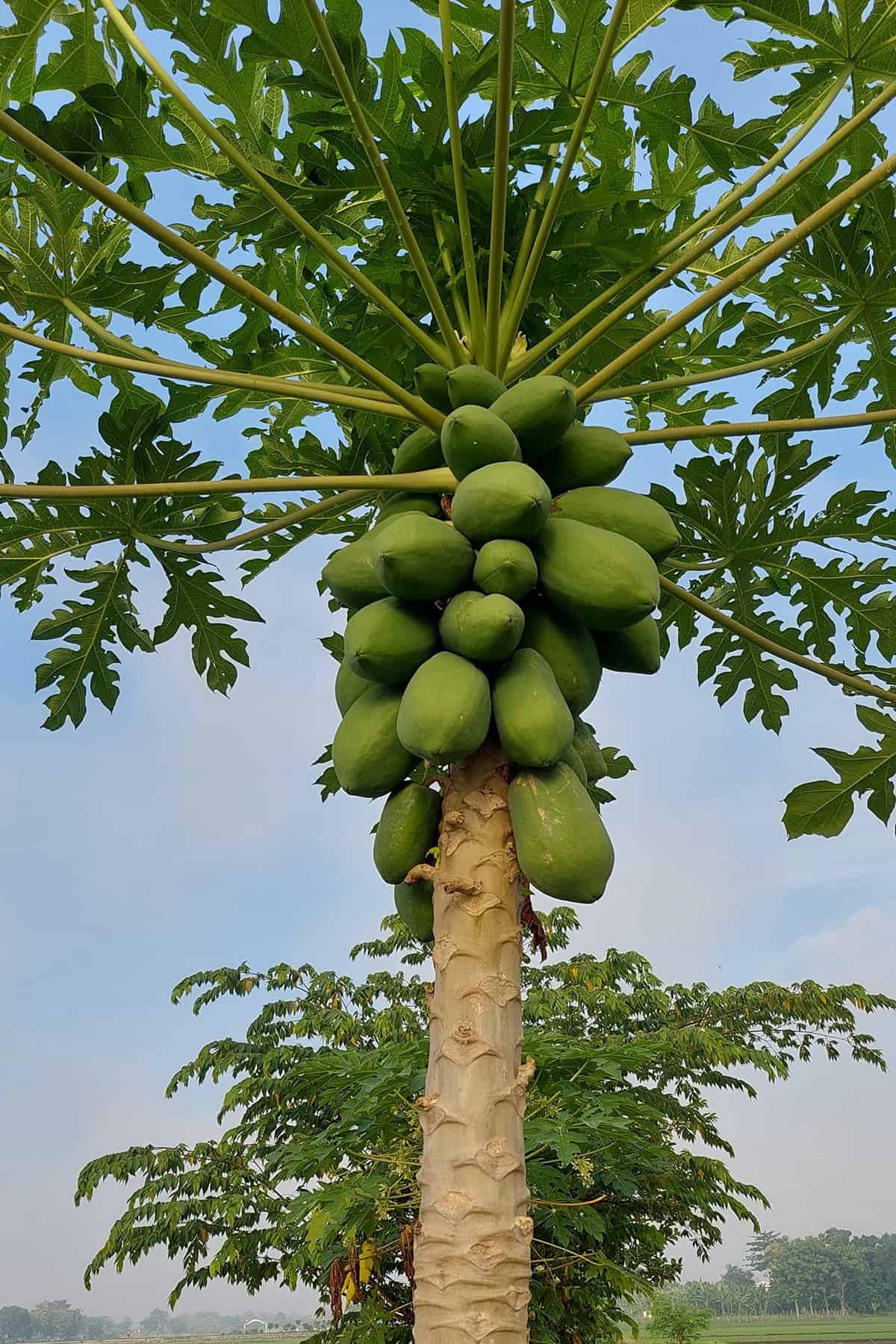 Papaya Plant Overview Papaya Plant