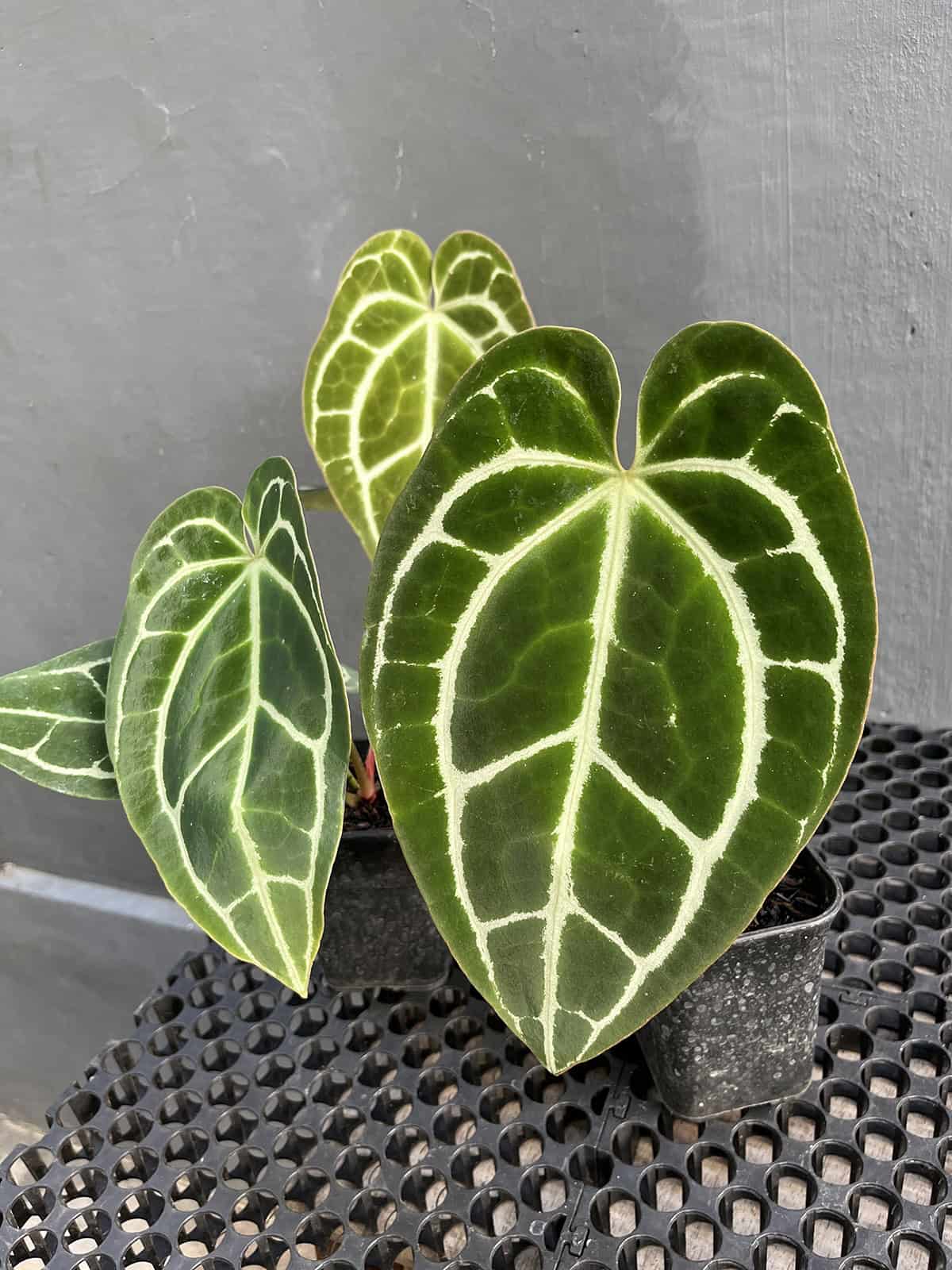 Plant Overview Anthurium Crystallinum