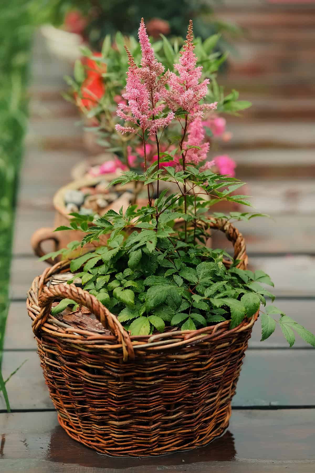 Plant Overview Astilbe