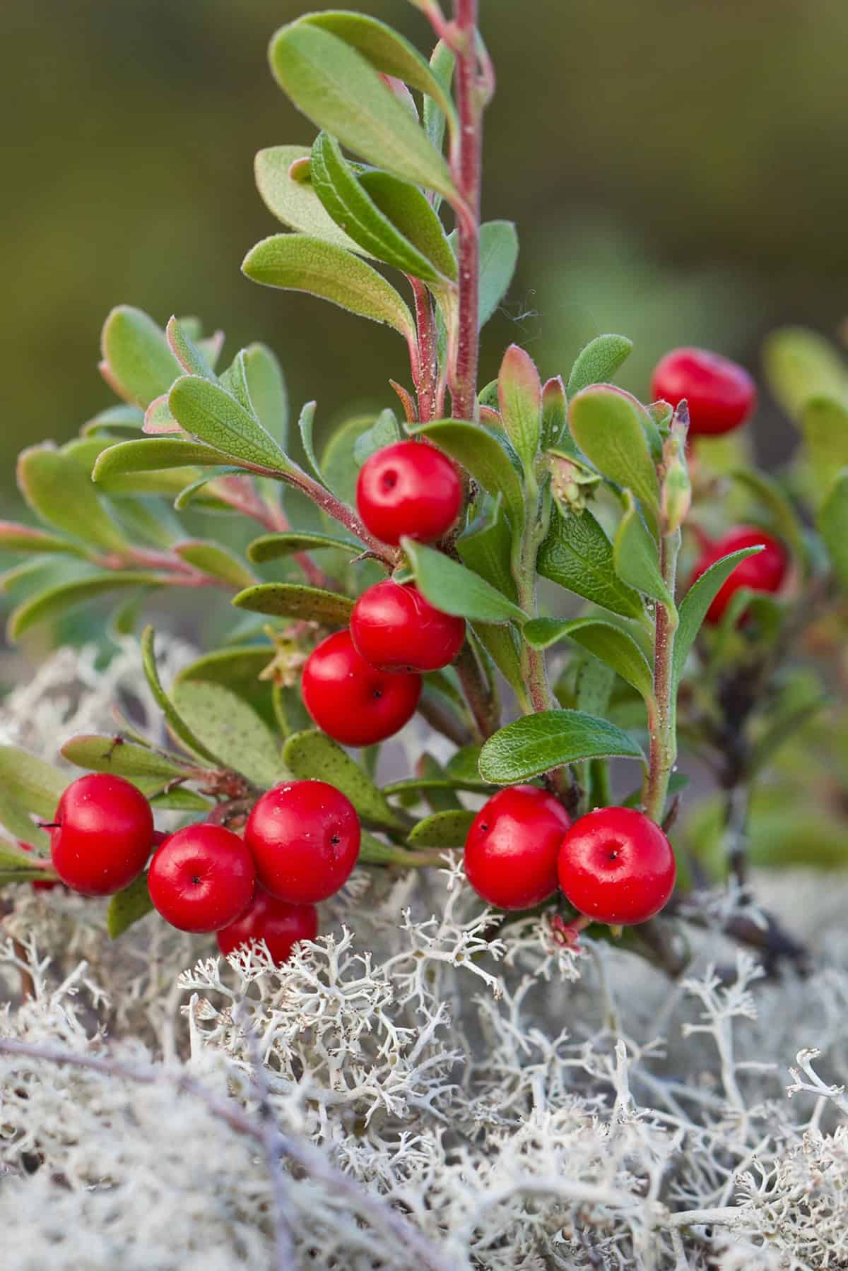 Plant Overview Bearberry (Arctostaphylos uva ursi)