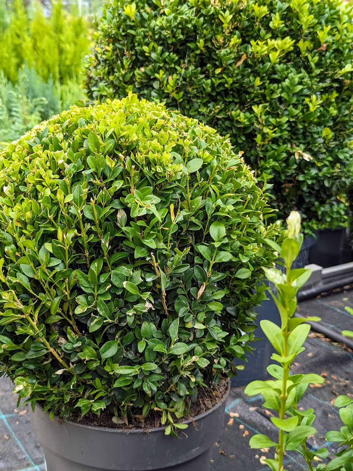 Plant Overview Boxwood