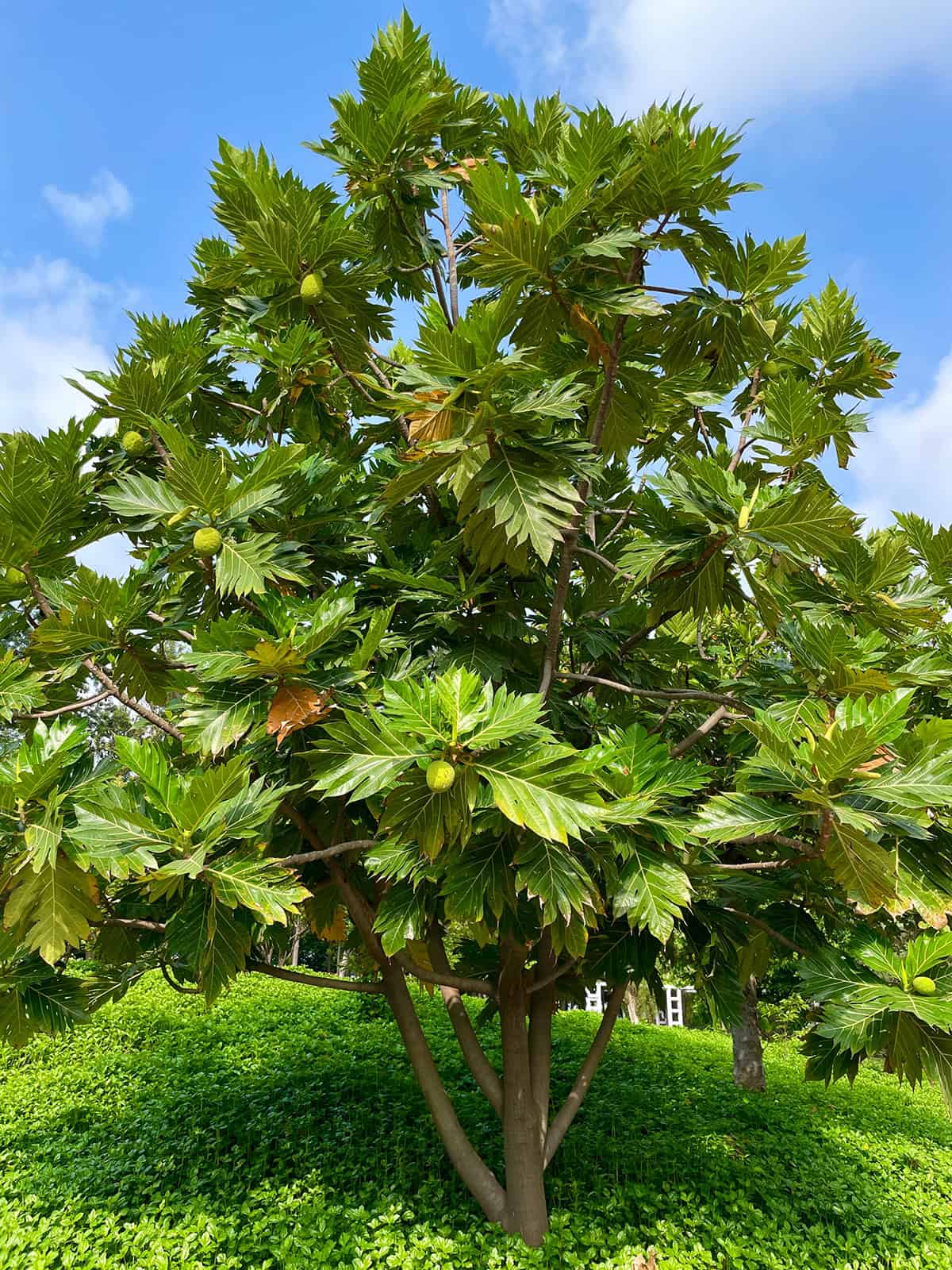 Plant Overview Breadfruit Tree