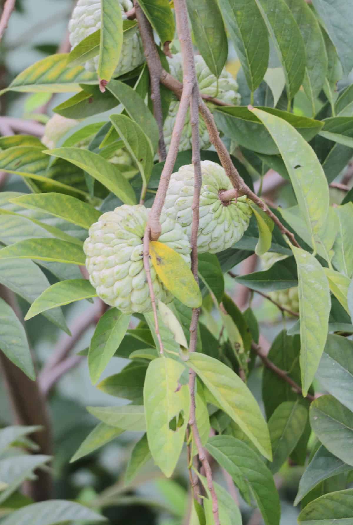 Plant Overview Custard Apple Tree