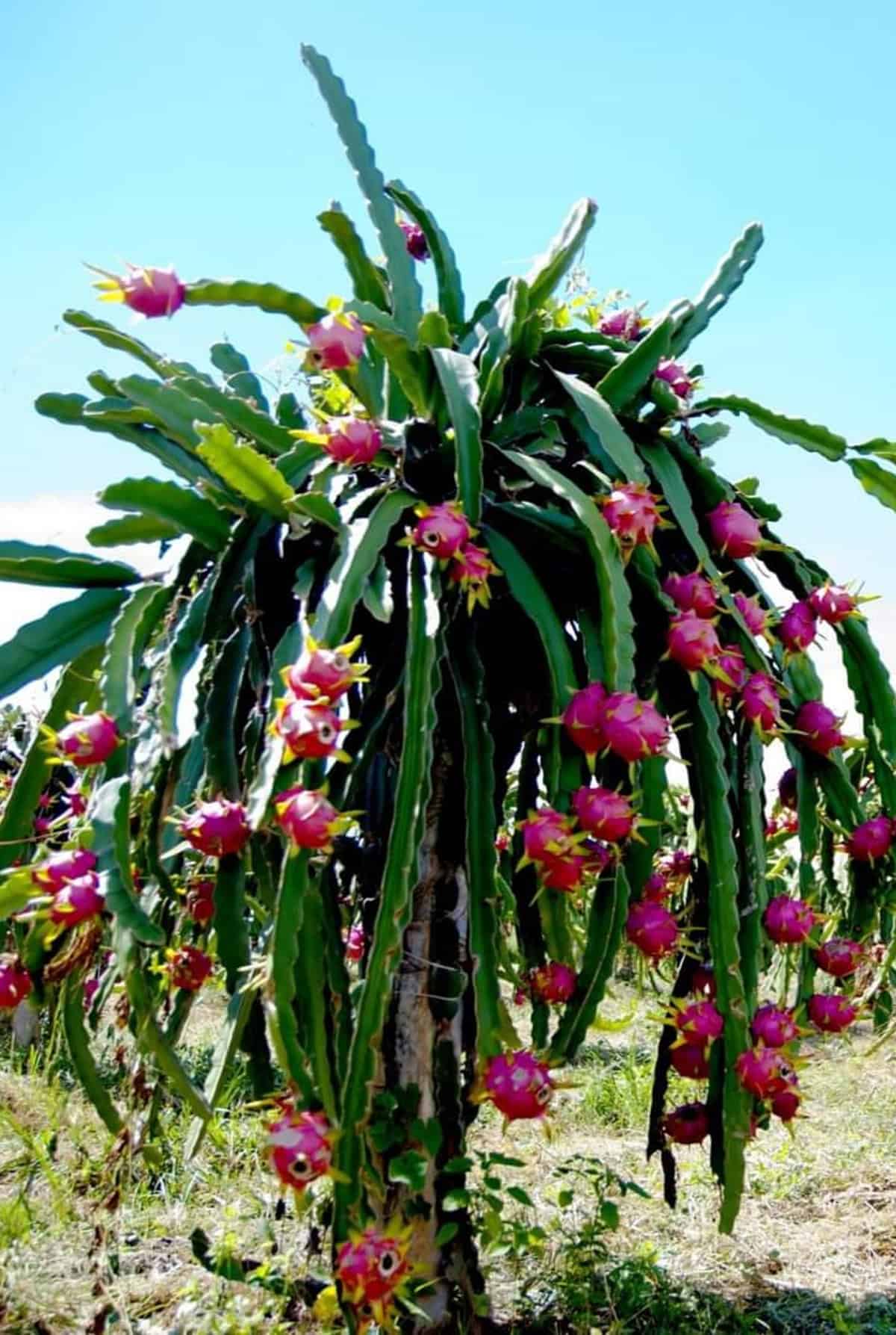 Plant Overview Dragon Fruit Plant