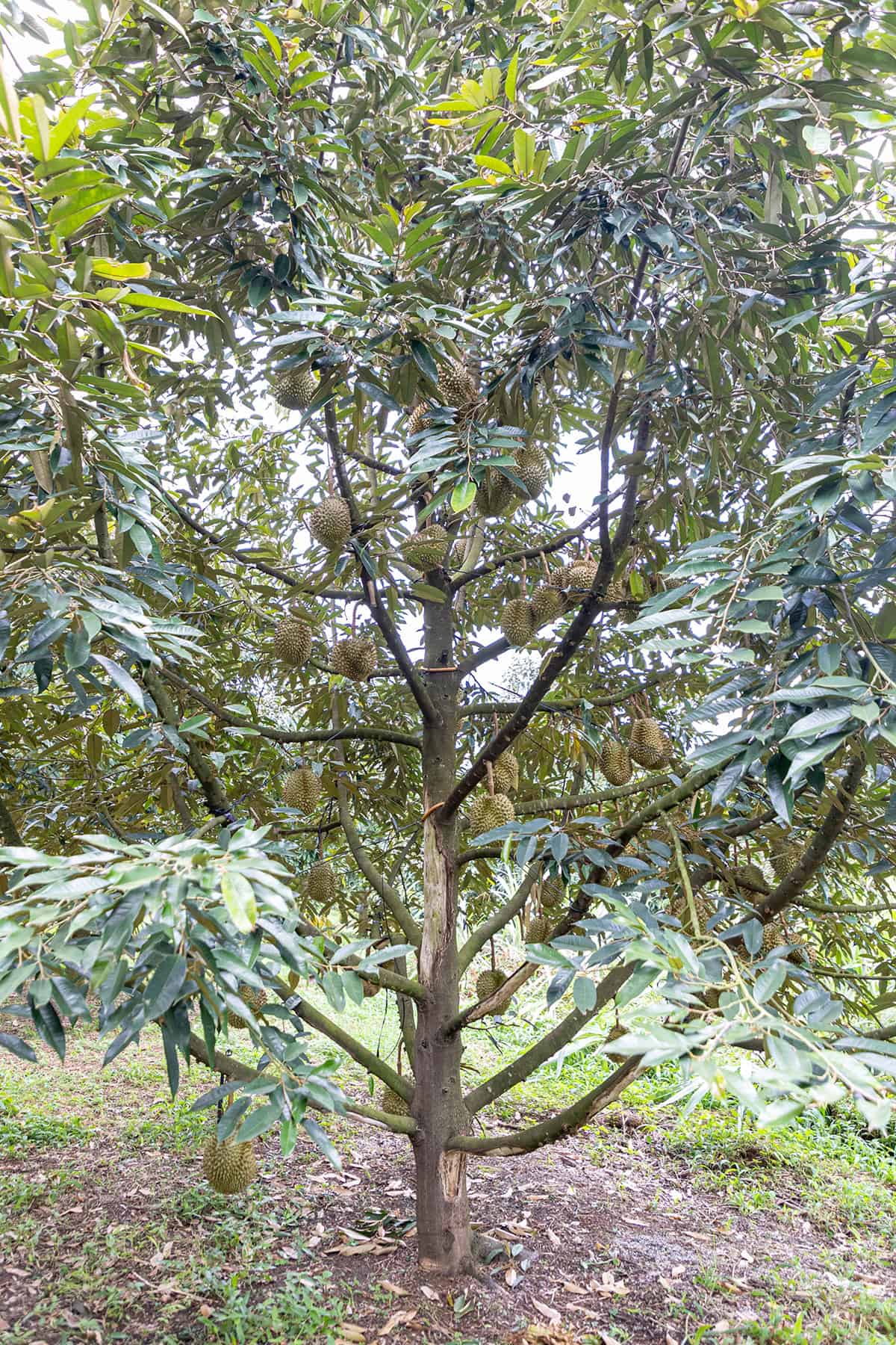 Plant Overview Durian Tree