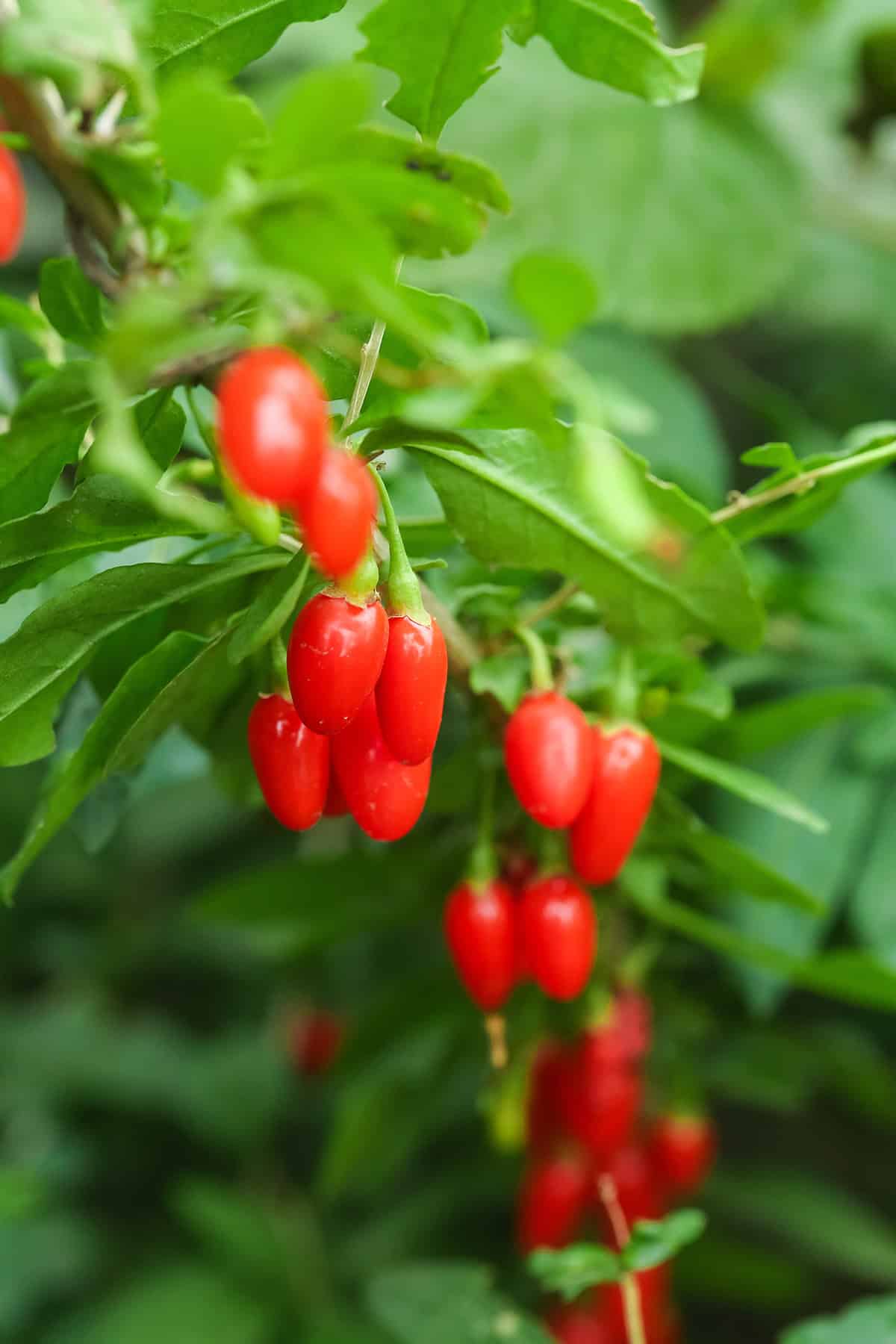 Plant Overview Goji Berry