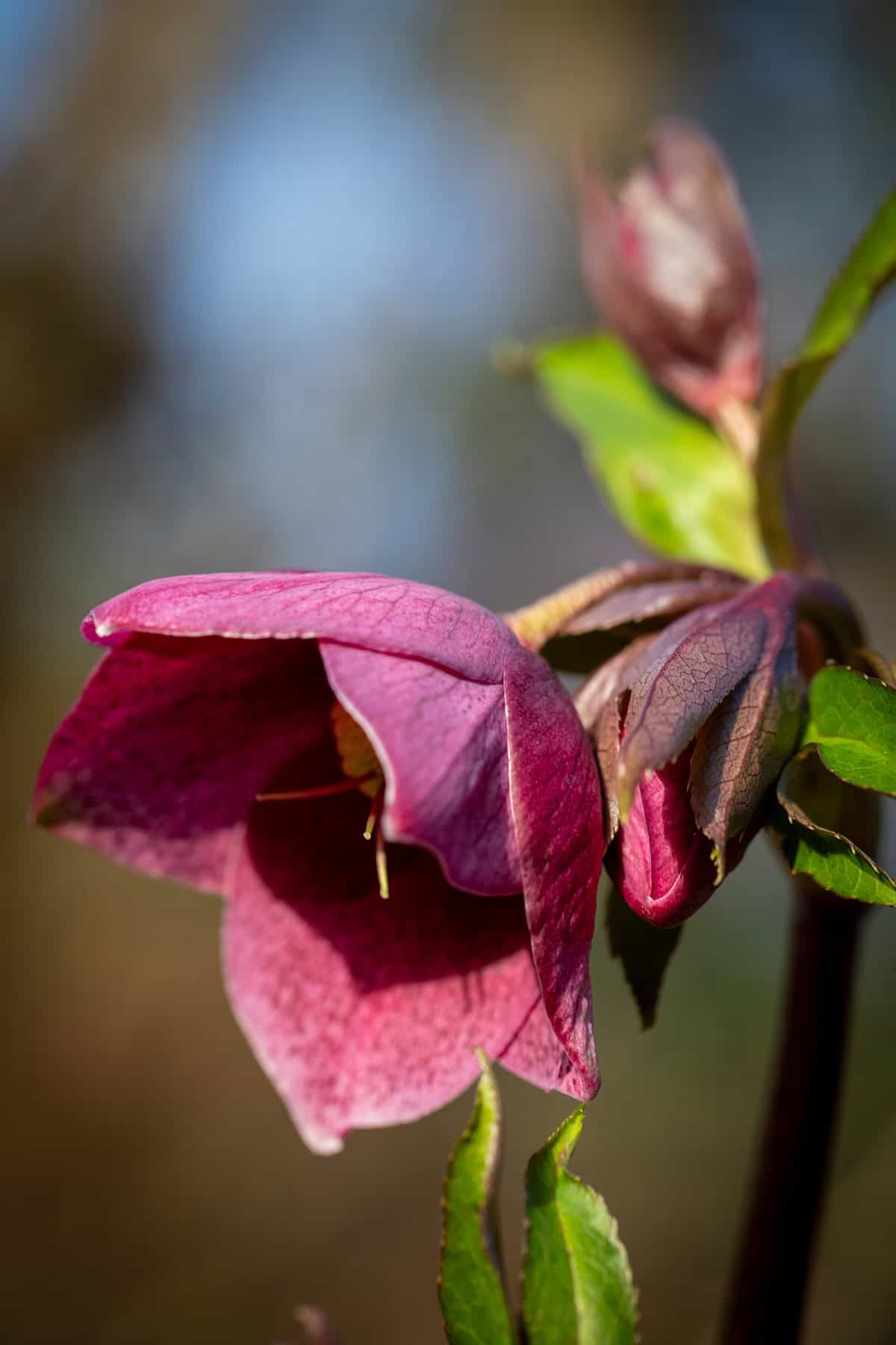 Plant Overview Hellebore