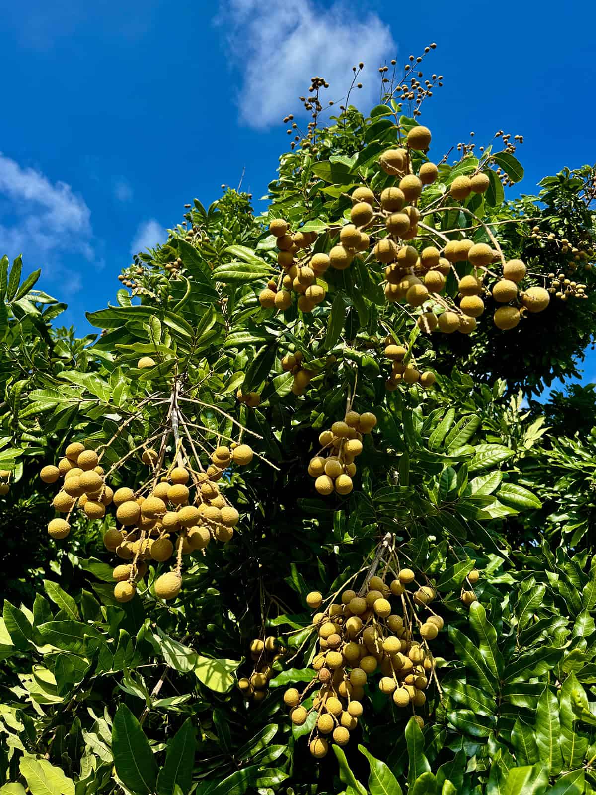 Plant Overview Longan Tree