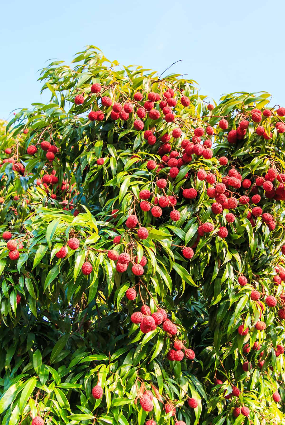 Plant Overview Lychee