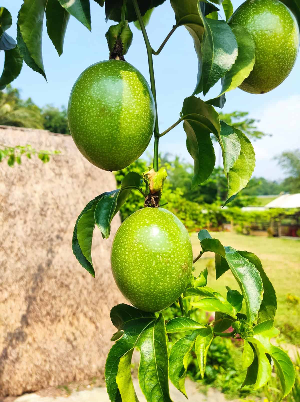 Plant Overview Passion Fruit Vine